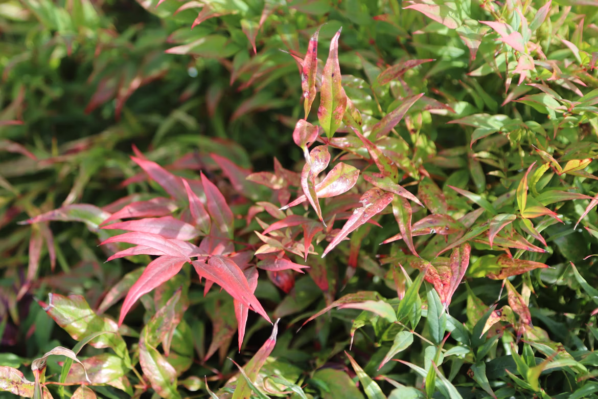 ΝΑΝΤΙΝΙΑ – Nandina domestica - 1